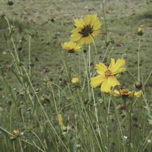 熟妇丰满捆绑粗暴
